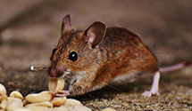 24 Hour & Emergency Exterminators in Hot Springs National Park, AR